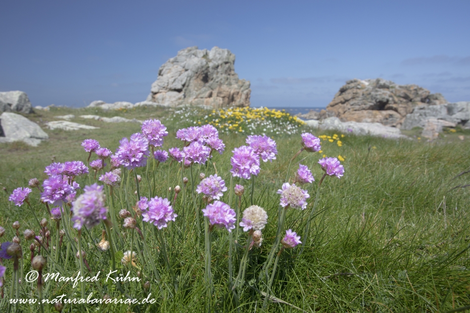 Grasnelke (Strand-)_0002