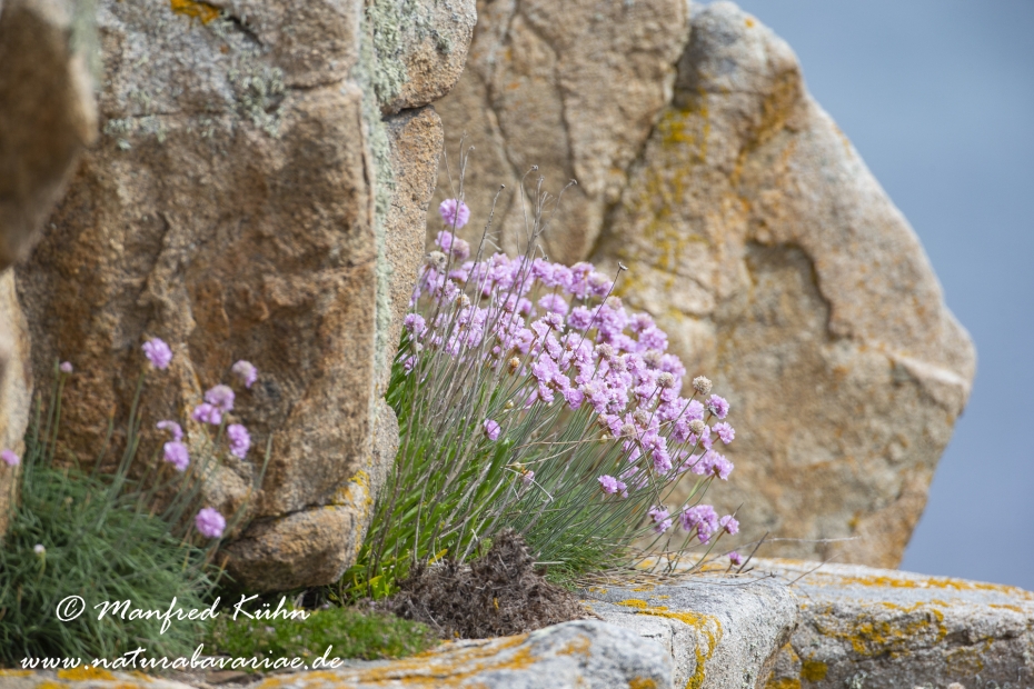 Grasnelke (Strand-)_0003