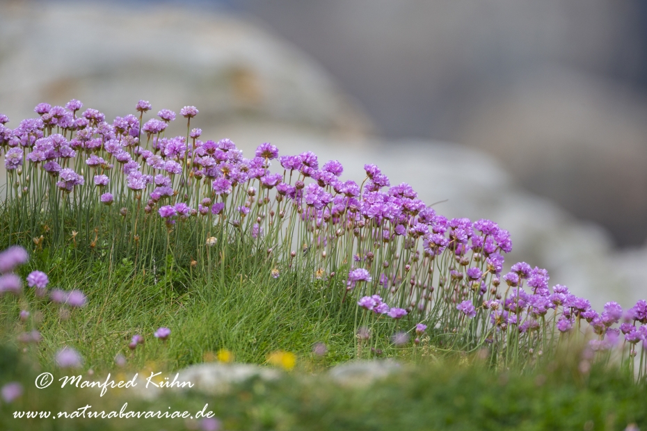 Grasnelke (Strand-)_0005
