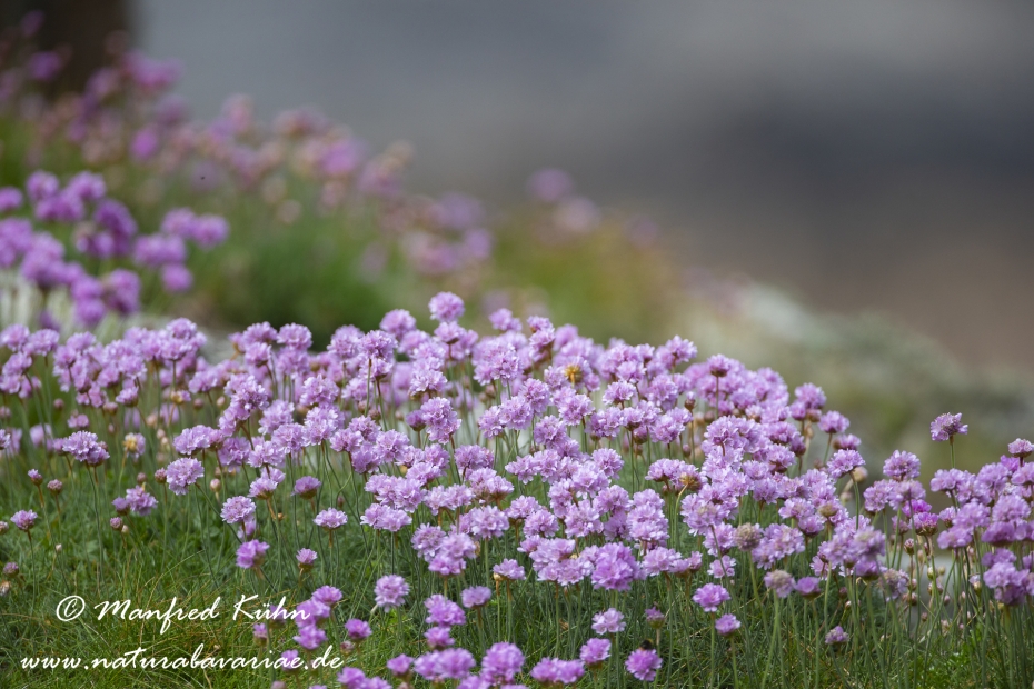 Grasnelke (Strand-)_0007