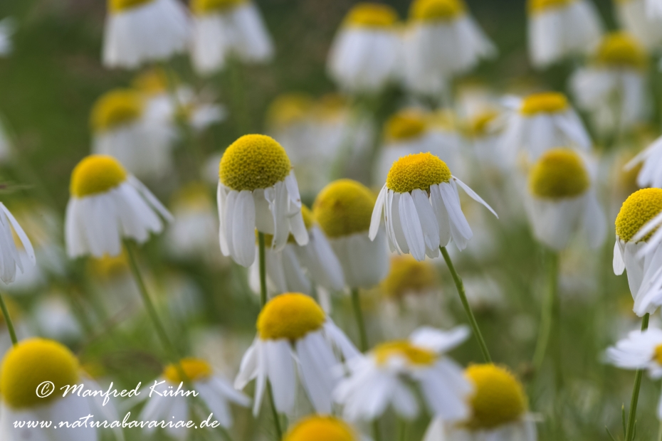 Hundskamille (Stinkende)_0009