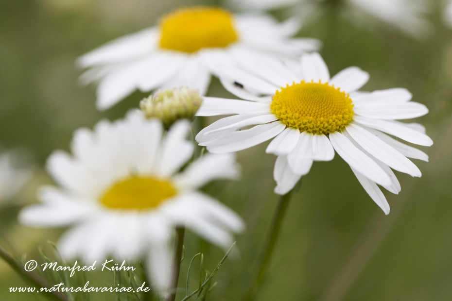 Hundskamille (Stinkende)_0036