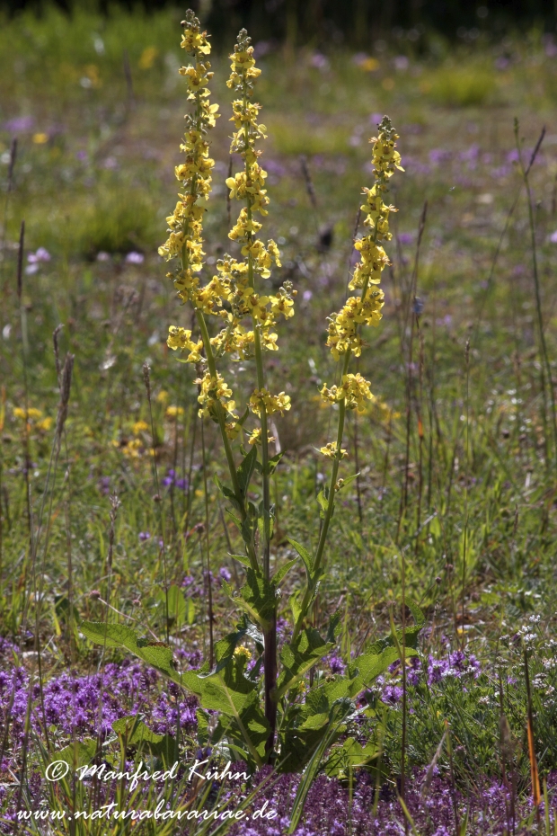 Königskerze (Schwarze)_0006