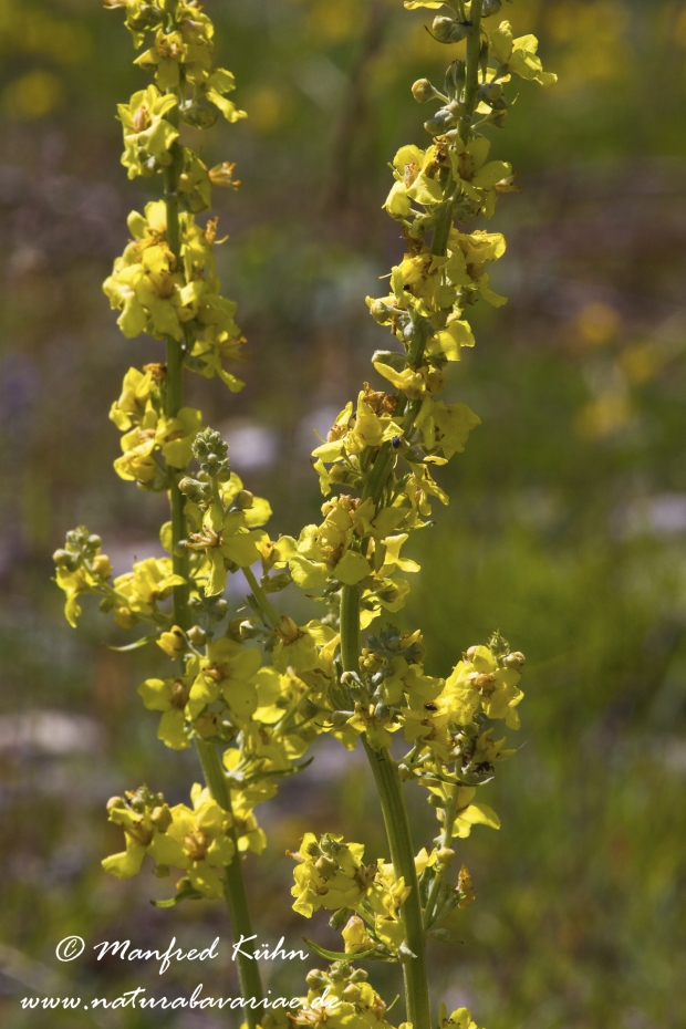 Königskerze (Schwarze)_0007