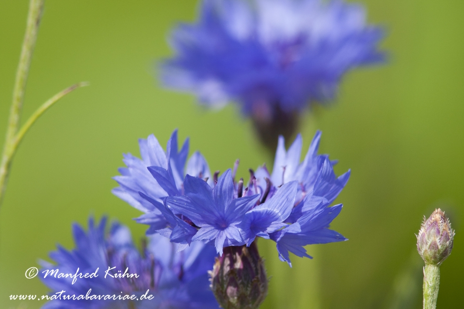 Kornblume ()_0005