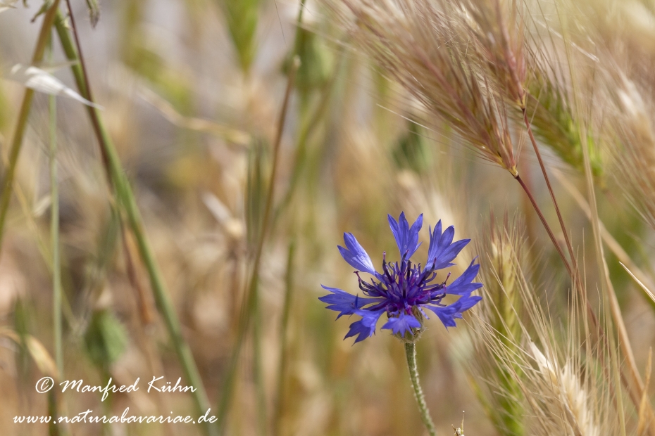 Kornblume ()_0006