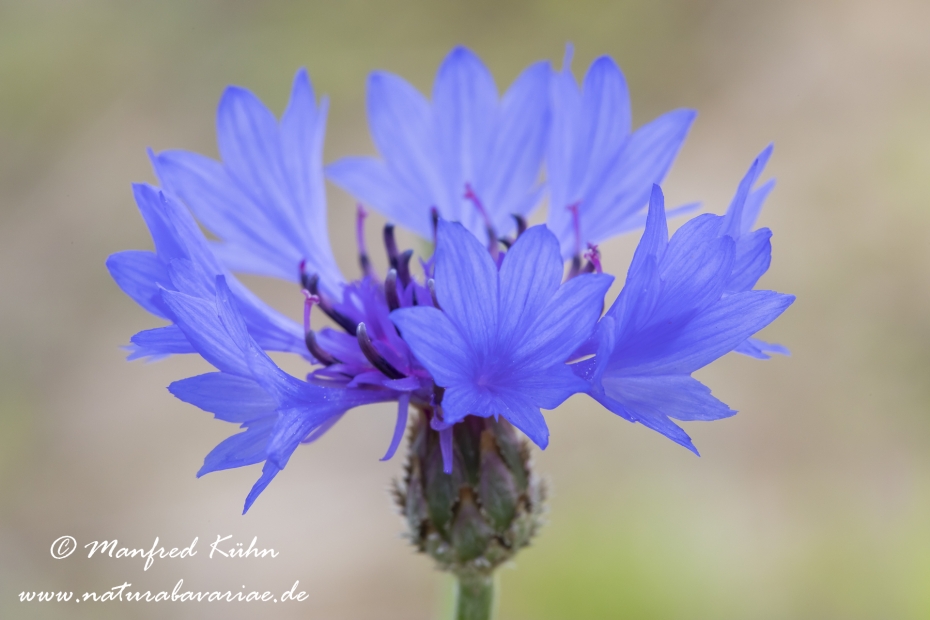 Kornblume ()_0009