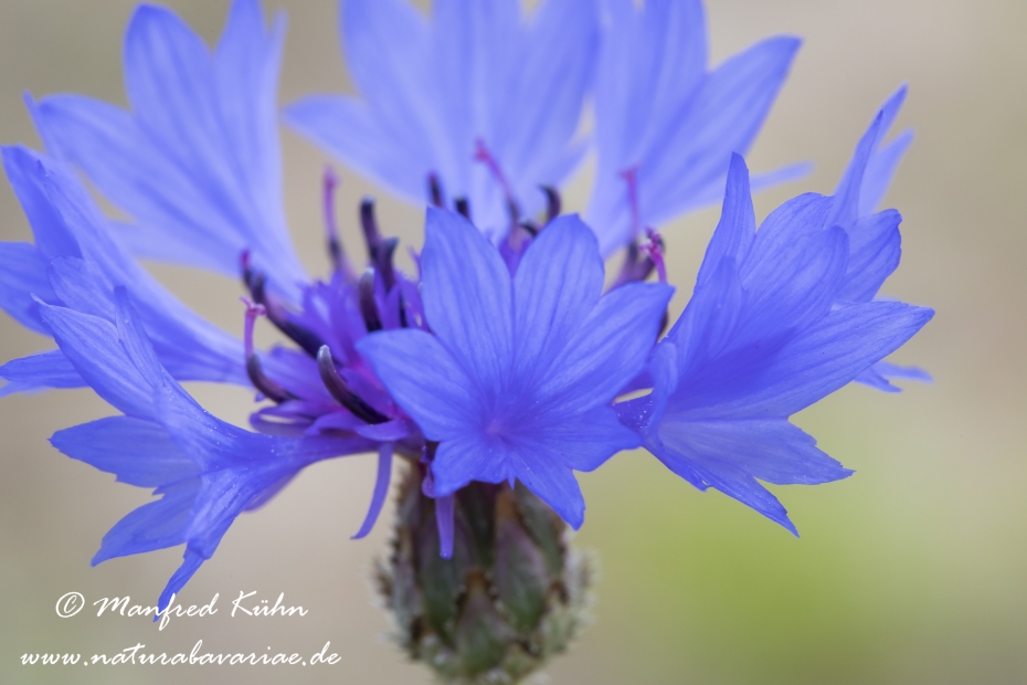 Kornblume ()_0011