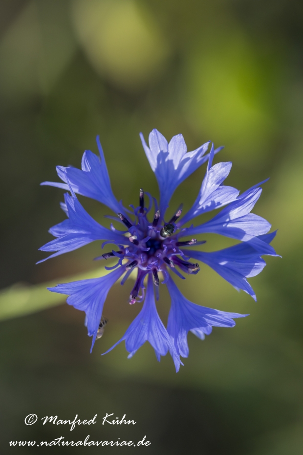 Kornblume ()_0018