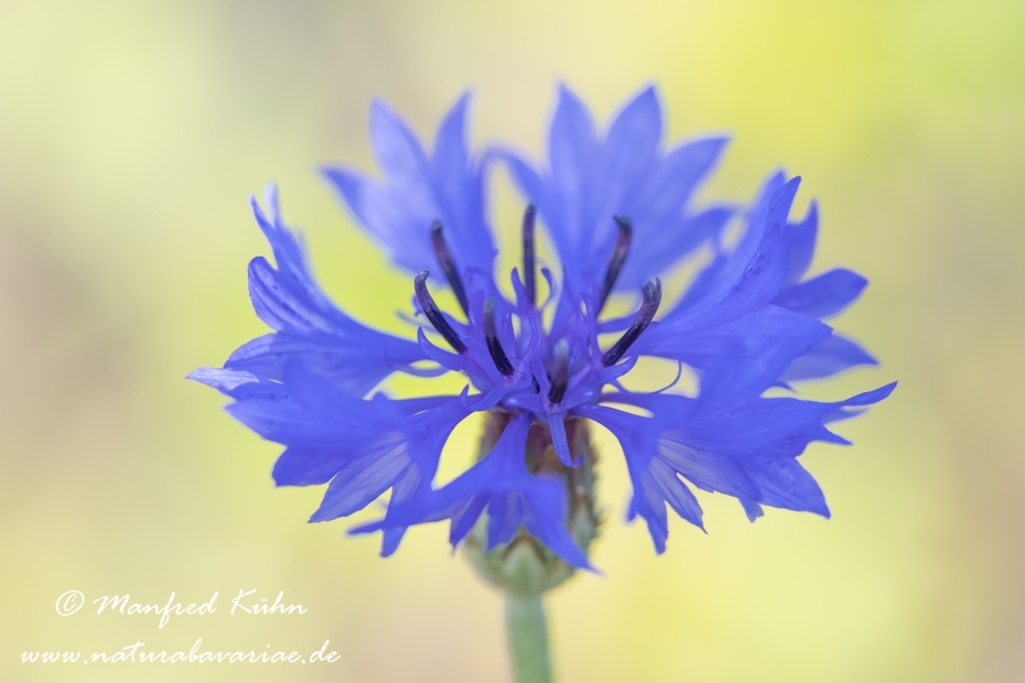 Kornblume ()_0024