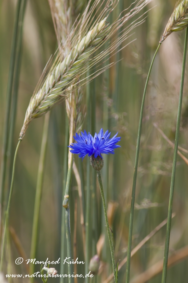 Kornblume ()_0030