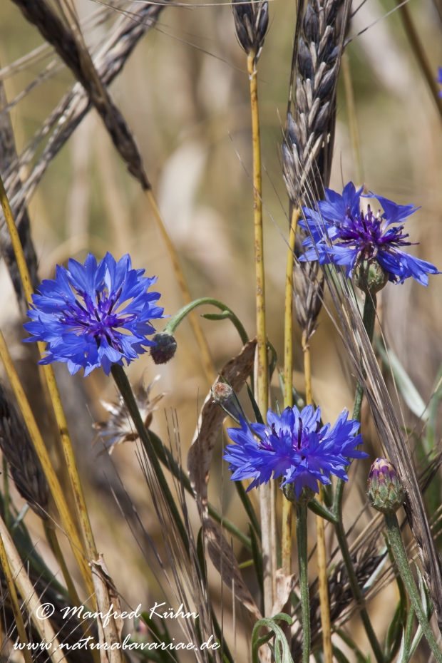 Kornblume ()_0033