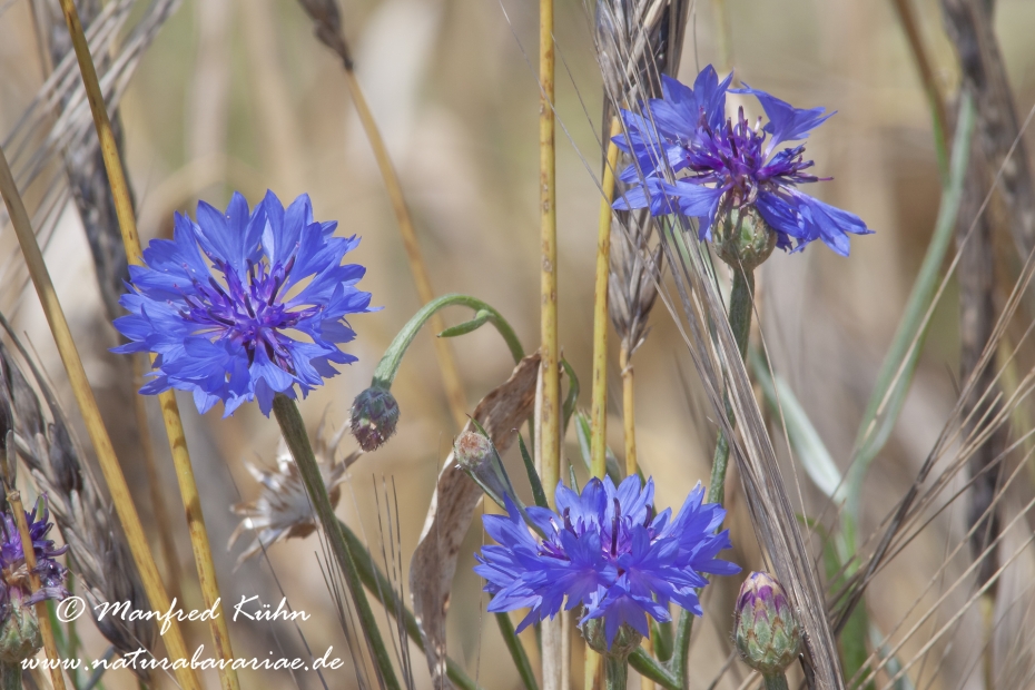 Kornblume ()_0034