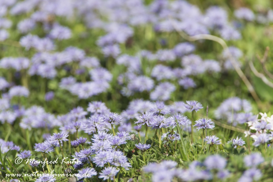 Kugelblume (Herzblaettrige)_0007