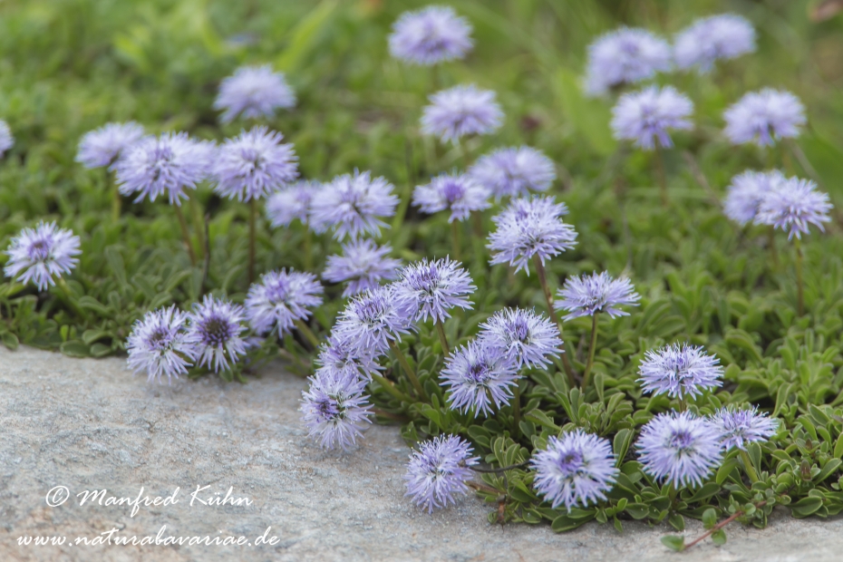 Kugelblume (Herzblaettrige)_0011