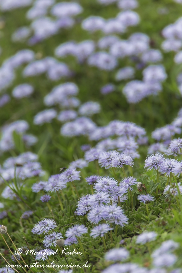 Kugelblume (Herzblaettrige)_0012