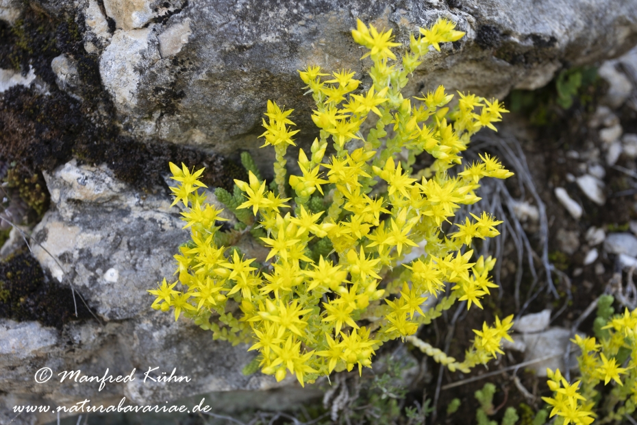 Mauerpfeffer (Scharfer)_0001
