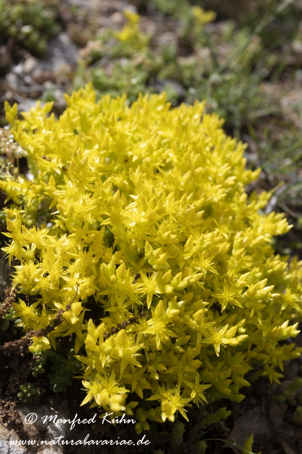 Mauerpfeffer (Scharfer)_0006