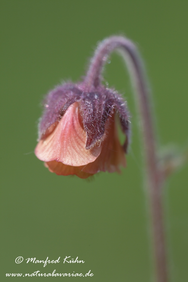 Nelkenwurz (Bach-)_0003