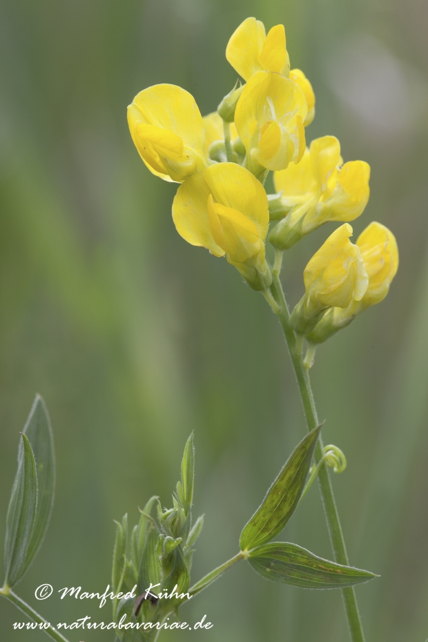 Platterbse (Wiesen-)_0002