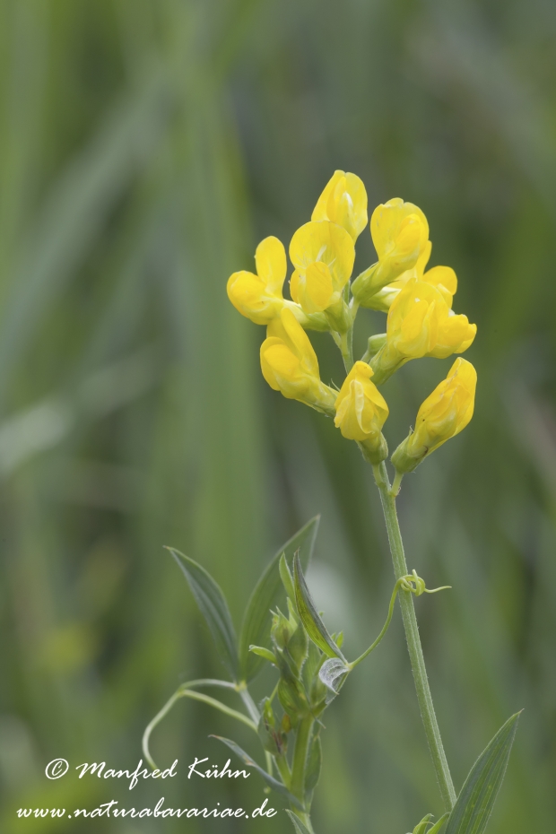 Platterbse (Wiesen-)_0004