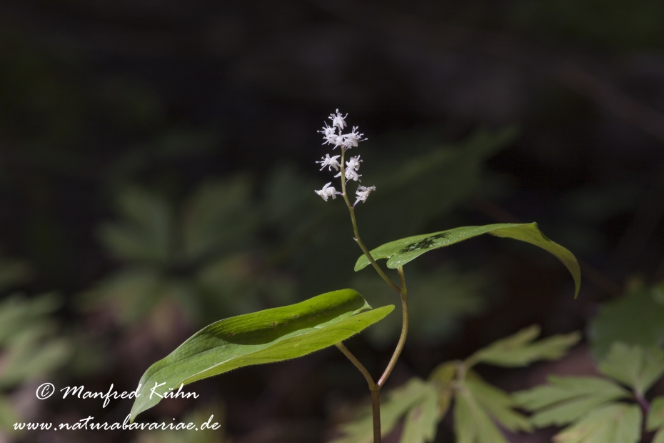 Schattenblümchen ()_0001