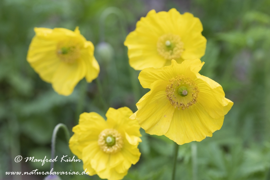 Scheinmohn (Pyrenaeen-)_0004