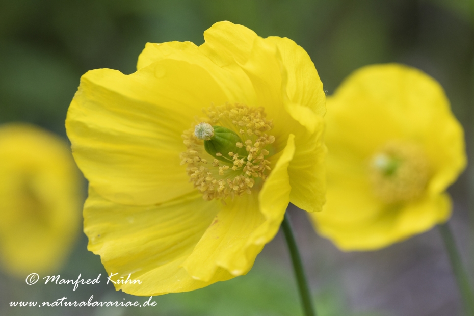 Scheinmohn (Pyrenaeen-)_0007