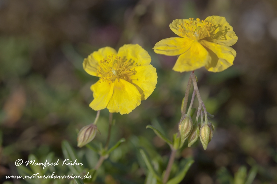 Sonnenroeschen (Großbluetiges)_0001