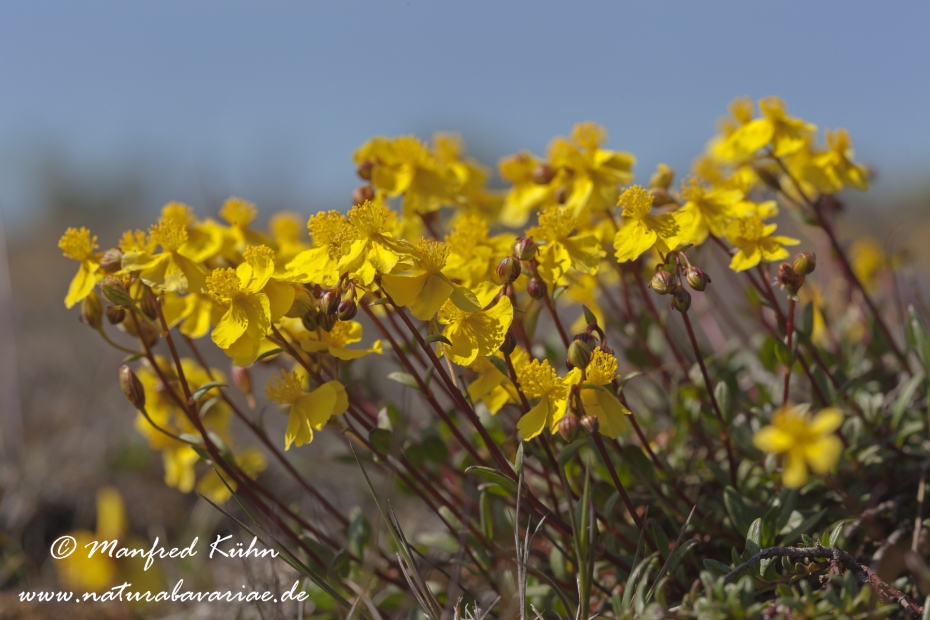Sonnenroeschen (Oeland-)_0003