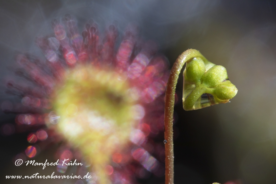 Sonnentau (Rundblaettriger)_0028