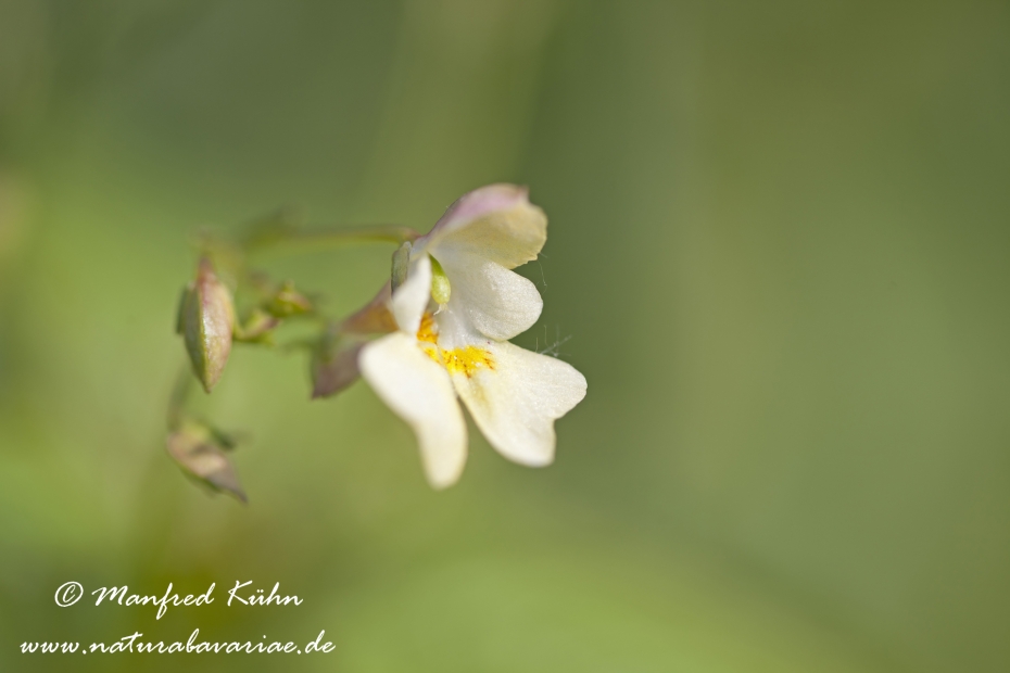 Springkraut (Kleines)_0001
