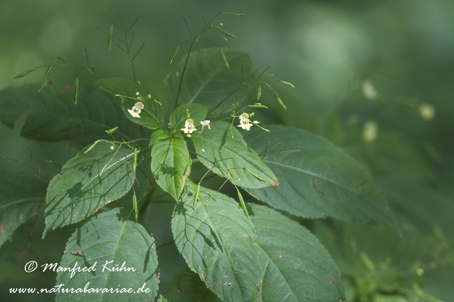Springkraut (Kleines)_0004
