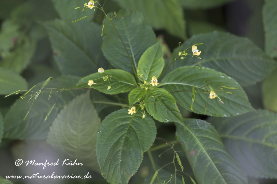 Springkraut (Kleines)_0005