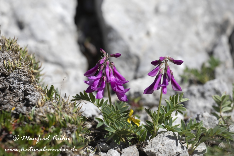 Suessklee (Alpen-)_0001