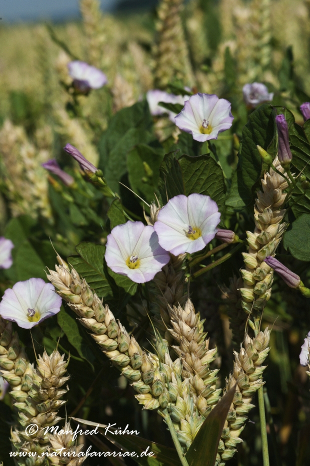 Winde (Acker-)_0003