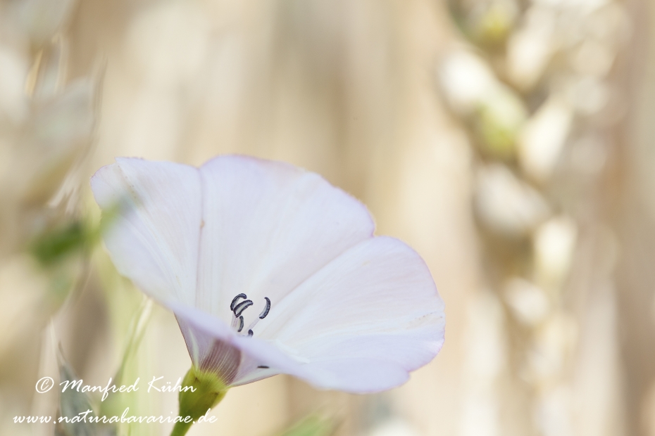 Winde (Acker-)_0004