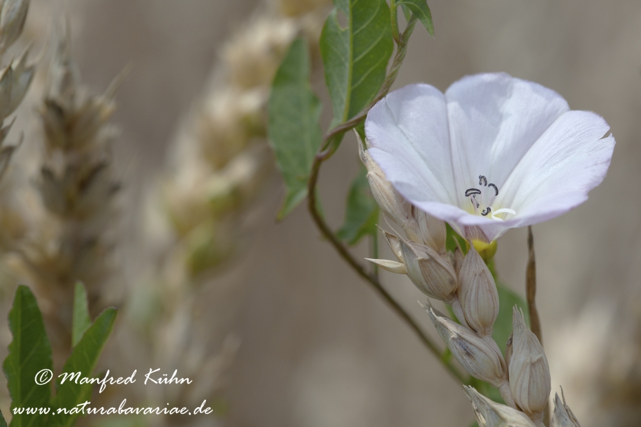 Winde (Acker-)_0006