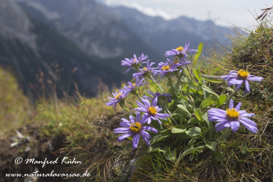 Aster (Alpen-)_0001