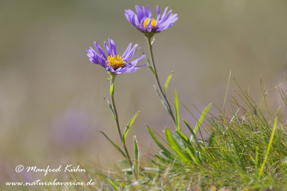 Aster (Alpen-)_0003