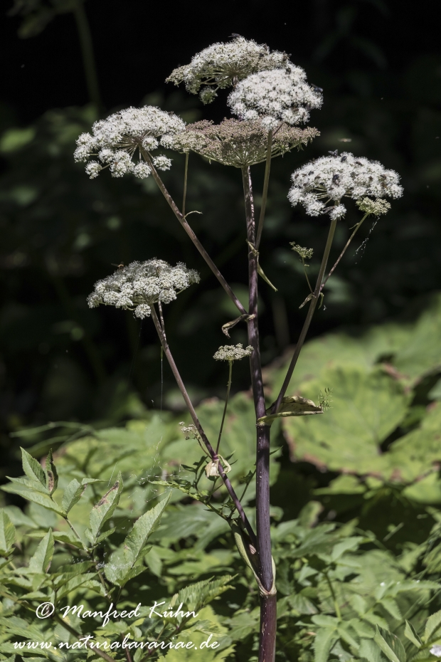 Engelwurz (Wald-)_0002