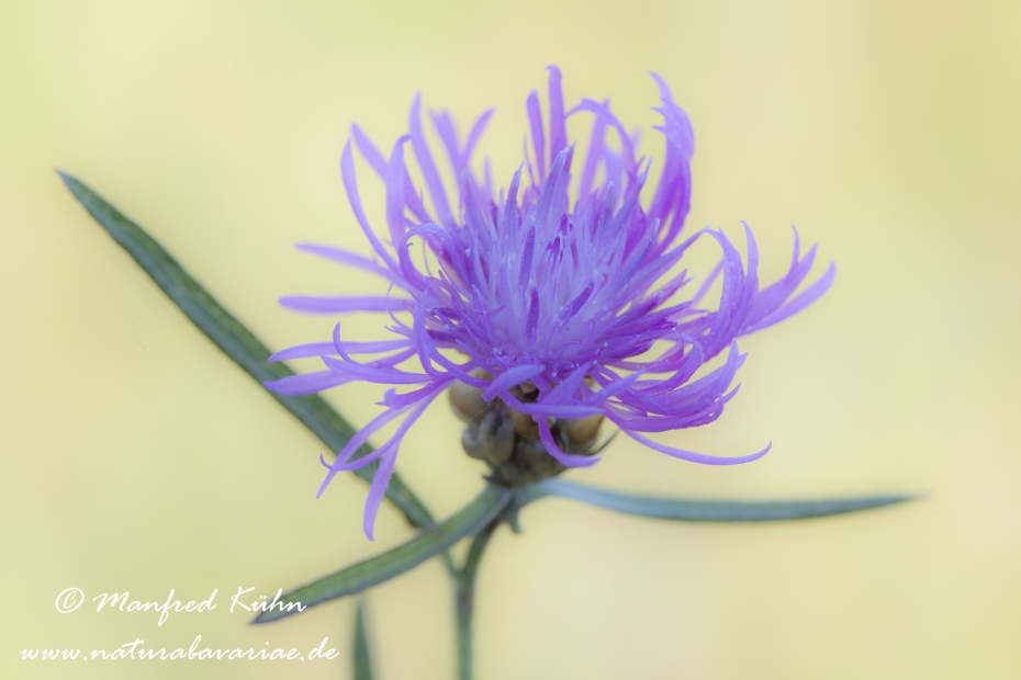 Flockenblume (Centaurea)_0001
