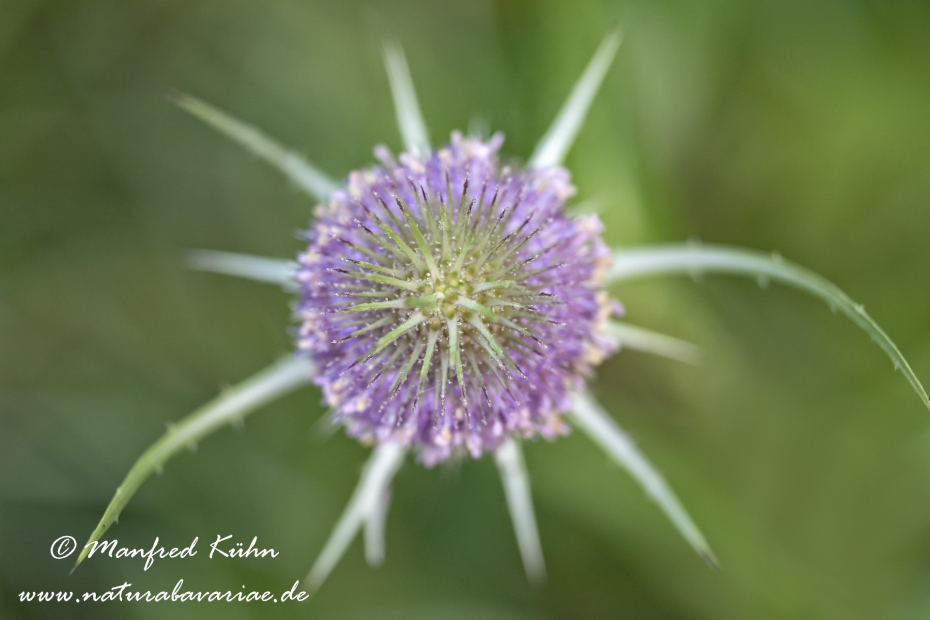 Karde (Wilde)_0015