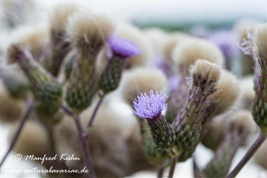 Kratzdistel (Acker-)_0002