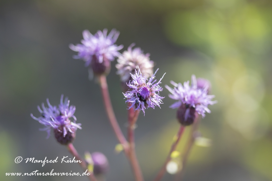 Kratzdistel (Acker-)_0006