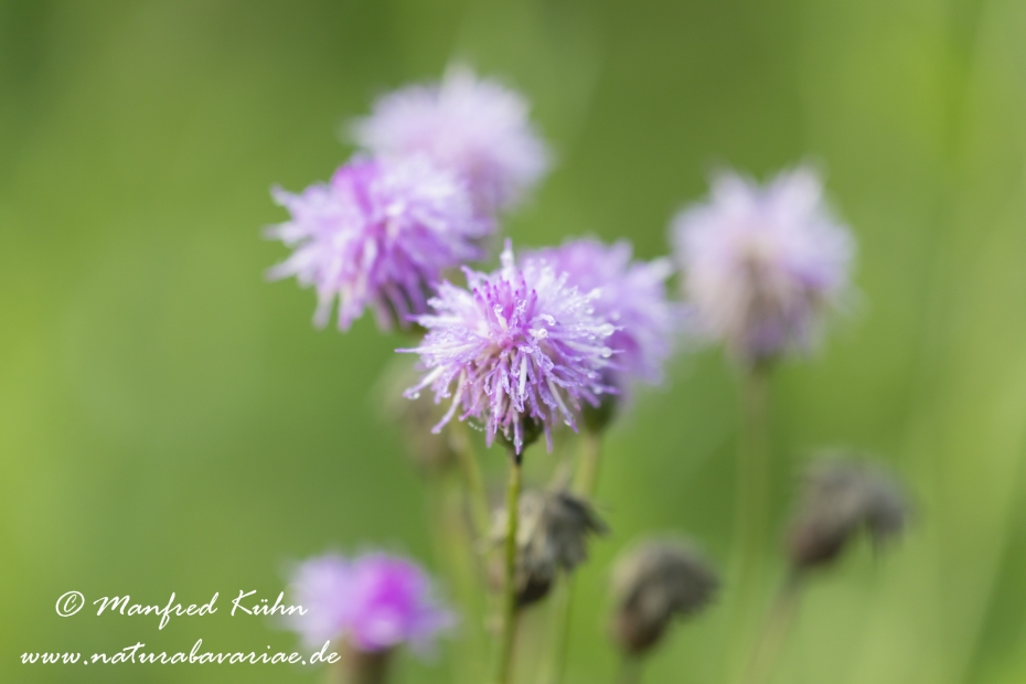 Kratzdistel (Acker-)_0010