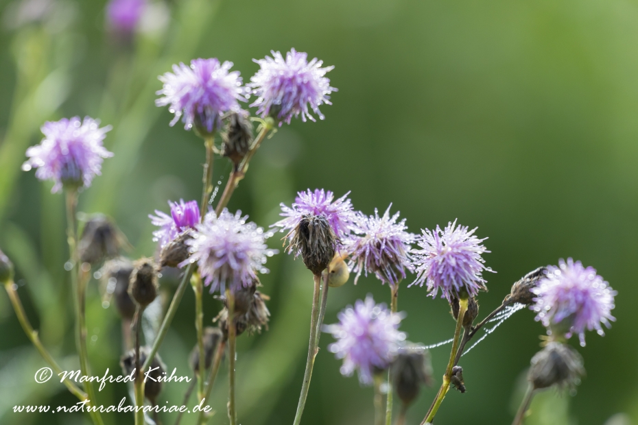 Kratzdistel (Acker-)_0011