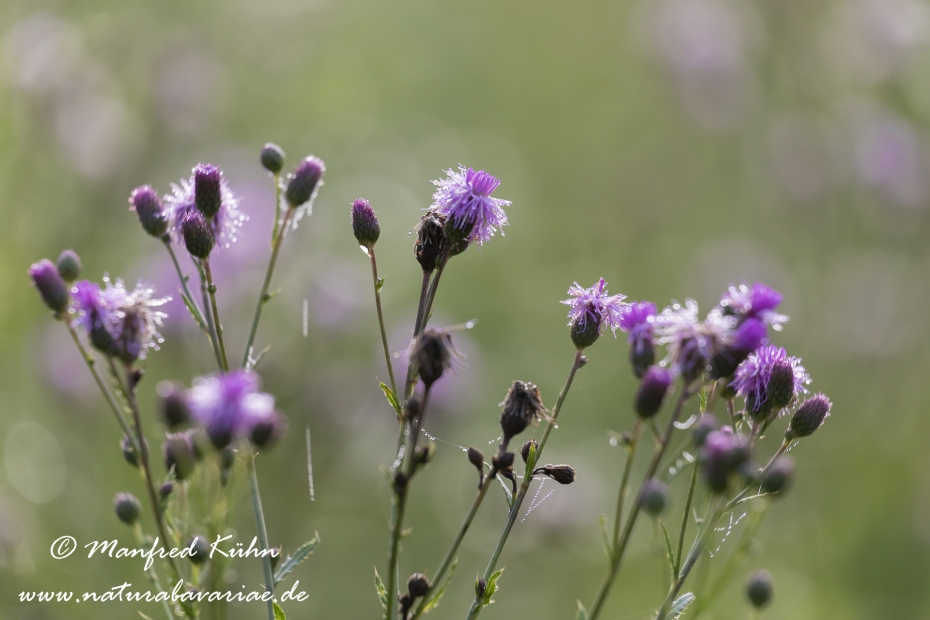Kratzdistel (Acker-)_0012