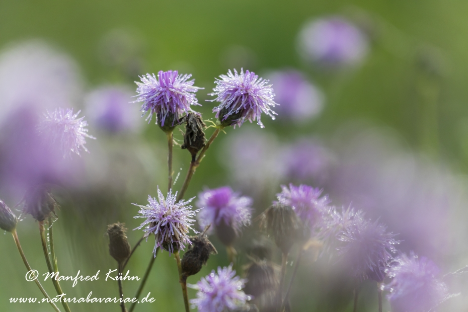 Kratzdistel (Acker-)_0014