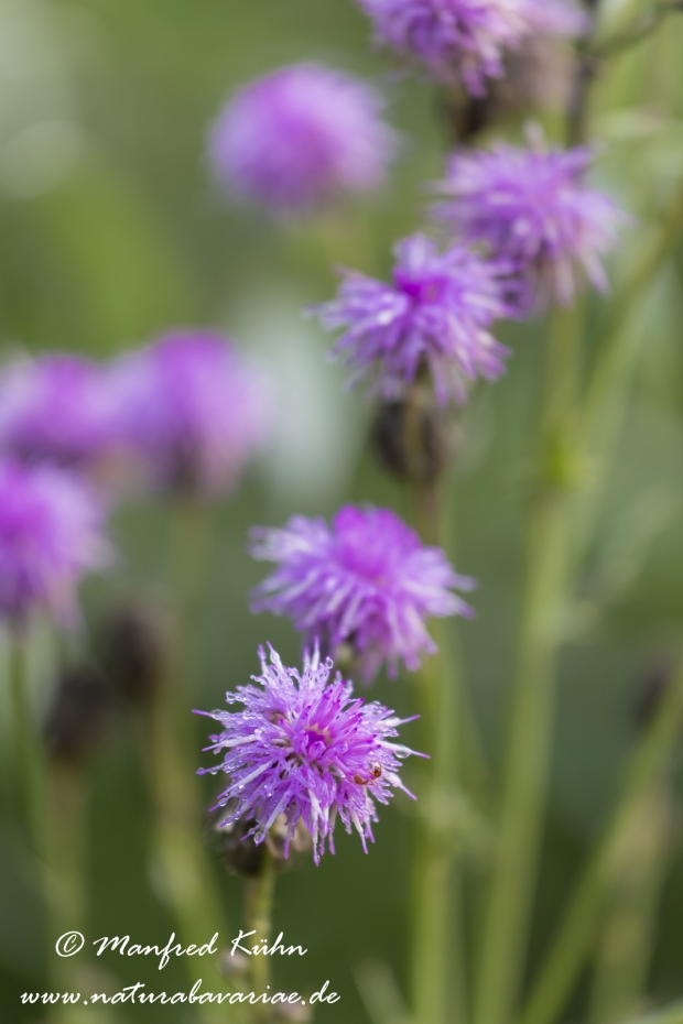 Kratzdistel (Acker-)_0017